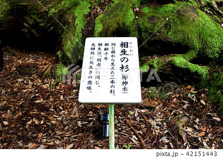 御神木　相生の杉（貴船神社・京都） 42151443