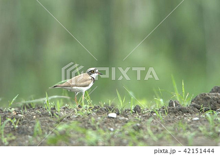 野鳥コチドリ 野鳥コチドリ 42151444