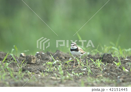 野鳥コチドリ 野鳥コチドリ 42151445