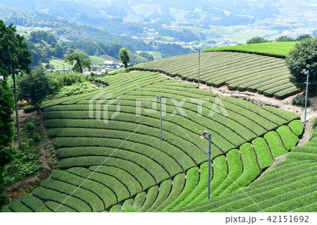 原山の円形茶園 原山の円形茶園 42151692