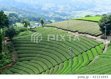 原山の円形茶園 42151693