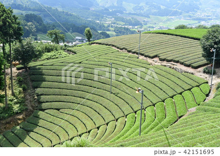 原山の円形茶園 42151695