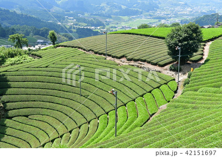 原山の円形茶園 42151697