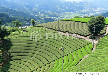 原山の円形茶園 42151698