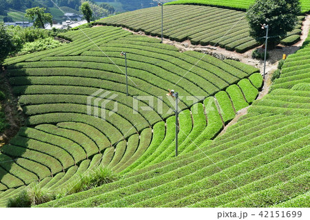 原山の円形茶園 42151699