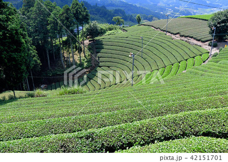 原山の円形茶園 42151701