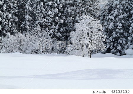 里山の冬　新雪の里山 42152159