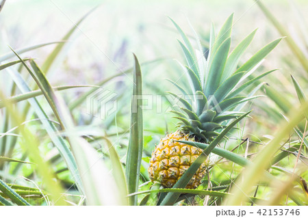 Close-up ripe pineapple fruit in plantation. 42153746