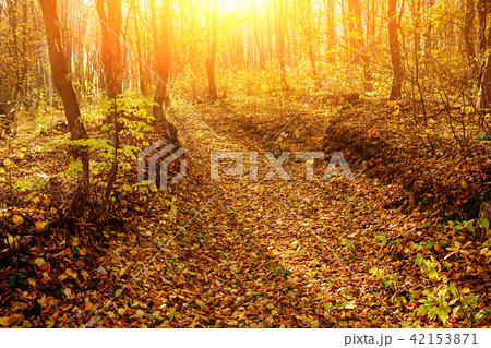 landscape of bright sunny autumn forest with landscape of bright sunny autumn forest with 42153871