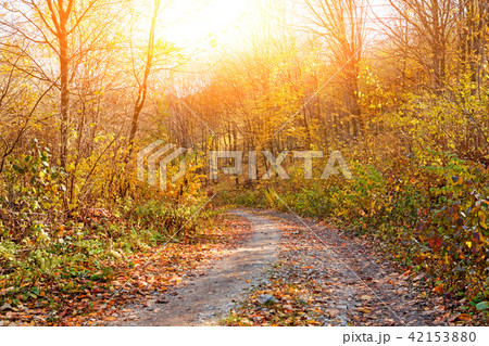 landscape of bright sunny autumn forest with 42153880