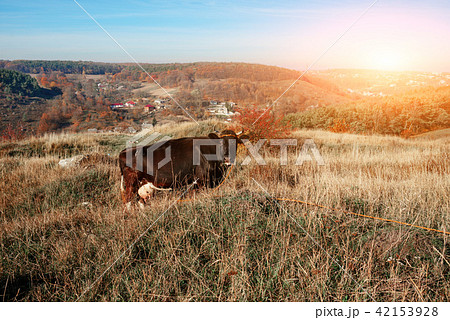 One horned black cow grazing on the autumn  42153928