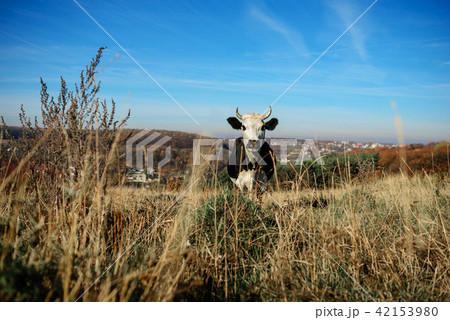 One horned black and white cow grazing on the  42153980