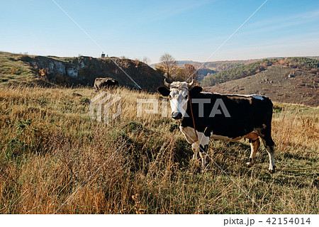 One horned black and white cow in a full height  42154014
