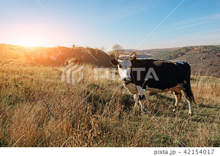 Close-up horned black and white cow on the  42154017