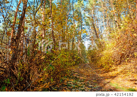 landscape of bright sunny autumn forest with landscape of bright sunny autumn forest with 42154192