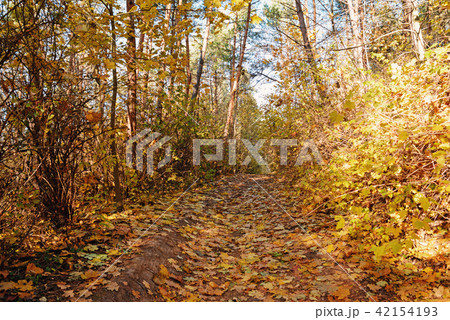 landscape of bright sunny autumn forest with landscape of bright sunny autumn forest with 42154193