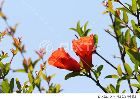 ヒメザクロ ヒメザクロ 42154483