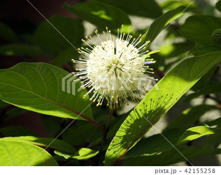 タニワタリノキ（鉢植）／八王子 42155258