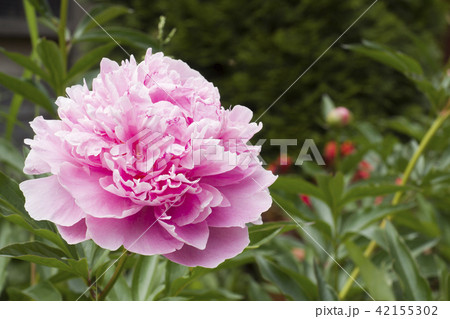 Beautiful pink peony flowers in summer garden Beautiful pink peony flowers in summer garden 42155302