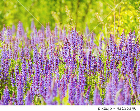 blooming Woodland Sage blooming Woodland Sage 42155346