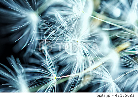 dandelion seeds macro with water drop dandelion seeds macro with water drop 42155633