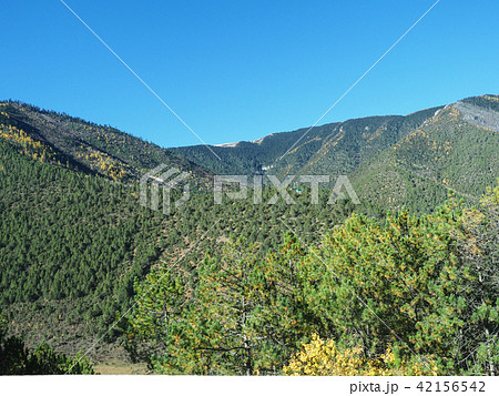 中国雲南省・徳欽の森 / wood in Deqin, Yunnan, China 中国雲南省・徳欽の森 / wood in Deqin, Yunnan, China 42156542