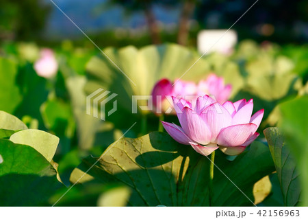 蓮の花 蓮の花 42156963
