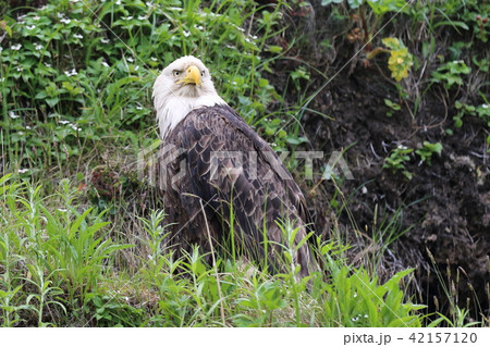 野生の白頭鷲（ハクトウワシ・アメリカンイーグル・Bald eagle） 42157120