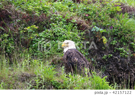 野生の白頭鷲(ハクトウワシ・アメリカンイーグル・Bald eagle) 野生の白頭鷲(ハクトウワシ・アメリカンイーグル・Bald eagle) 42157122