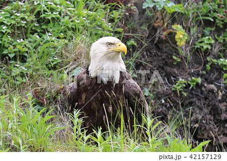 野生の白頭鷲（ハクトウワシ・アメリカンイーグル・Bald eagle） 42157129