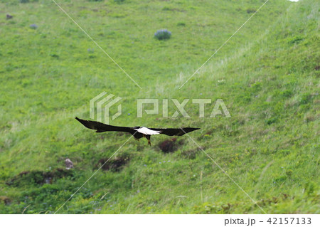 野生の白頭鷲(ハクトウワシ・アメリカンイーグル・Bald eagle) 野生の白頭鷲(ハクトウワシ・アメリカンイーグル・Bald eagle) 42157133