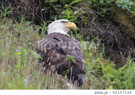 野生の白頭鷲（ハクトウワシ・アメリカンイーグル・Bald eagle）の写真