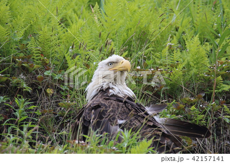 野生の白頭鷲（ハクトウワシ・アメリカンイーグル・Bald eagle） 42157141