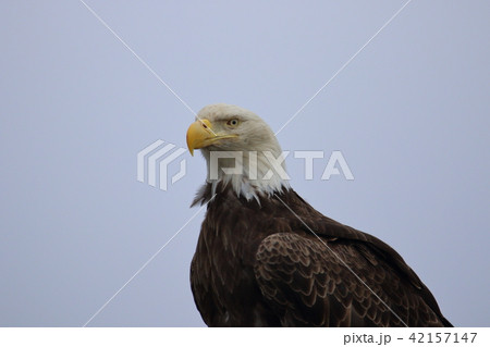 野生の白頭鷲 ハクトウワシ アメリカンイーグル Bald Eagle の写真素材