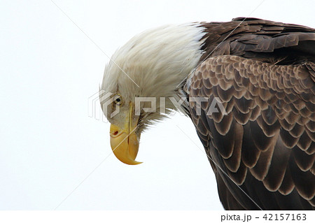 野生の白頭鷲 ハクトウワシ アメリカンイーグル Bald Eagle の写真素材