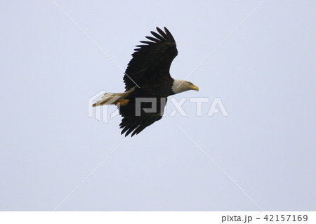 野生の白頭鷲（ハクトウワシ・アメリカンイーグル・Bald eagle） 42157169