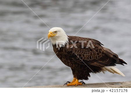 野生の白頭鷲 ハクトウワシ アメリカンイーグル Bald Eagle の写真素材