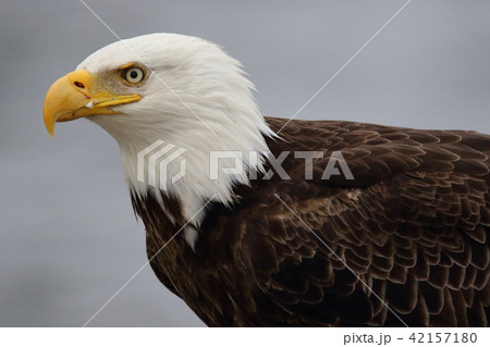 野生の白頭鷲（ハクトウワシ・アメリカンイーグル・Bald eagle） 42157180