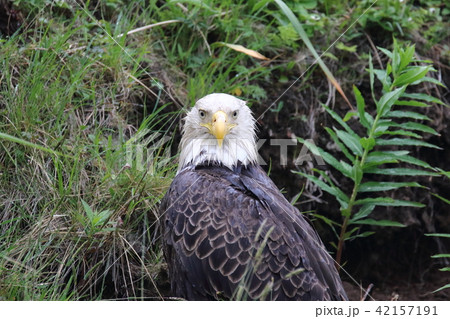 野生の白頭鷲（ハクトウワシ・アメリカンイーグル・Bald eagle） 42157191