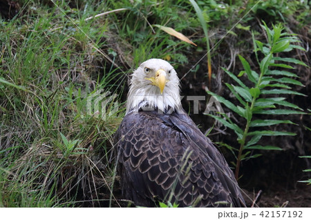 野生の白頭鷲（ハクトウワシ・アメリカンイーグル・Bald eagle） 42157192