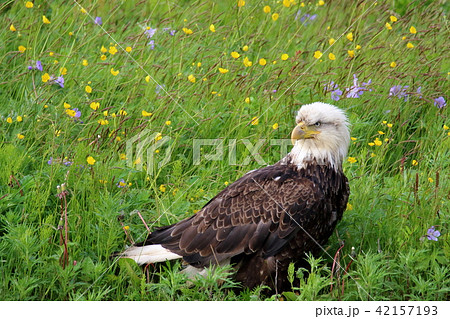 野生の白頭鷲 ハクトウワシ アメリカンイーグル Bald Eagle の写真素材