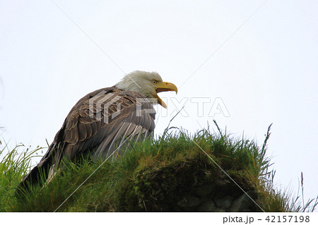 野生の白頭鷲（ハクトウワシ・アメリカンイーグル・Bald eagle） 42157198