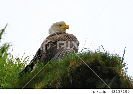 野生の白頭鷲（ハクトウワシ・アメリカンイーグル・Bald eagle） 42157199