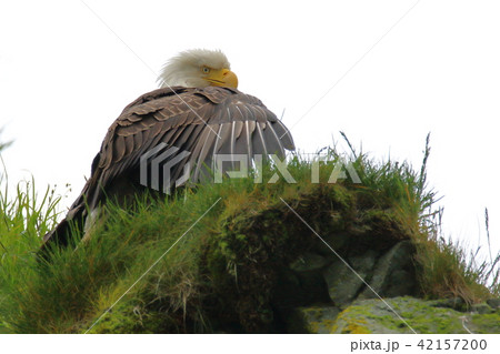 野生の白頭鷲（ハクトウワシ・アメリカンイーグル・Bald eagle） 42157200
