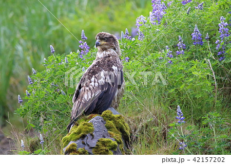 野生の白頭鷲の幼鳥 ハクトウワシ アメリカンイーグル Bald Eagle の写真素材