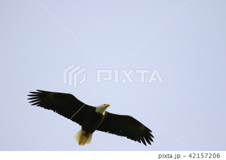 野生の白頭鷲（ハクトウワシ・アメリカンイーグル・Bald eagle） 42157206