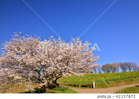 白木峰高原の桜 白木峰高原の桜 42157872