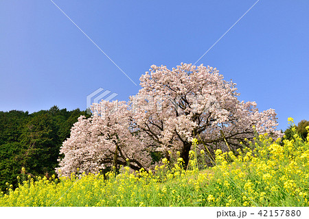 納戸料の百年桜 42157880