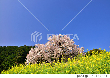 納戸料の百年桜 42157881