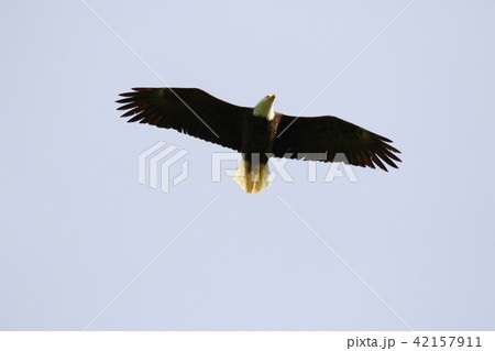 野生の白頭鷲（ハクトウワシ・アメリカンイーグル・Bald eagle） 42157911